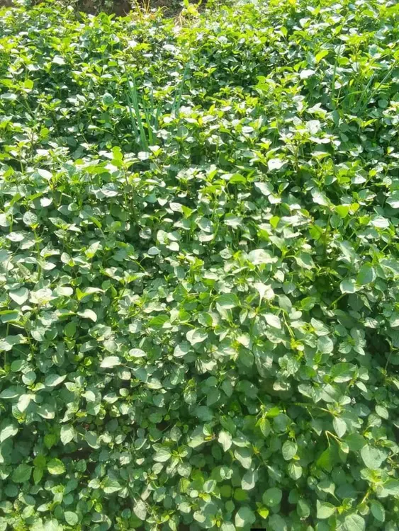 farm