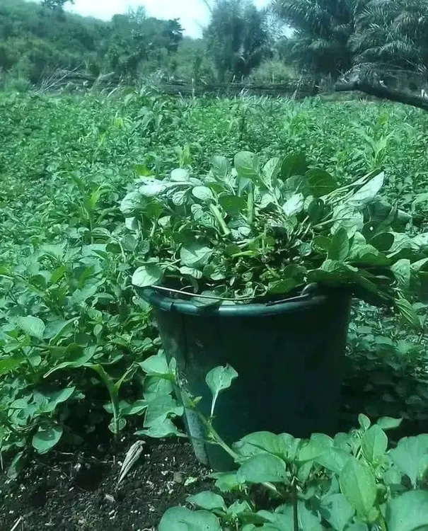 vegitable